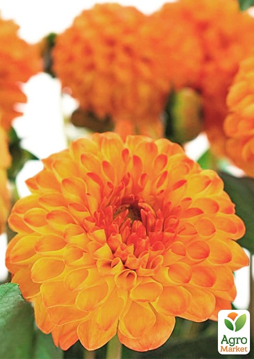 Жоржина "Souvenir Dete"  - фото 2