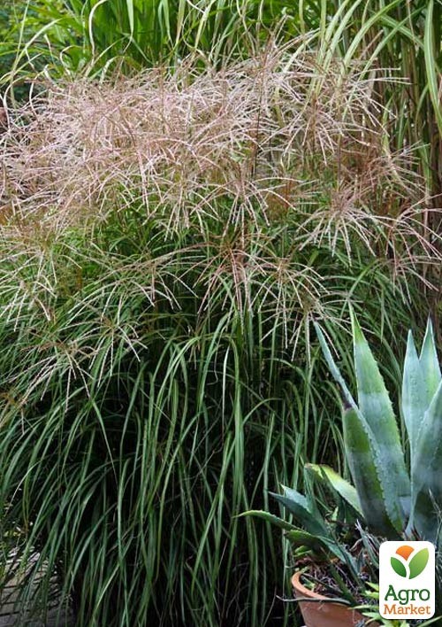 Міскантус китайський "Silberfeder" С1.5