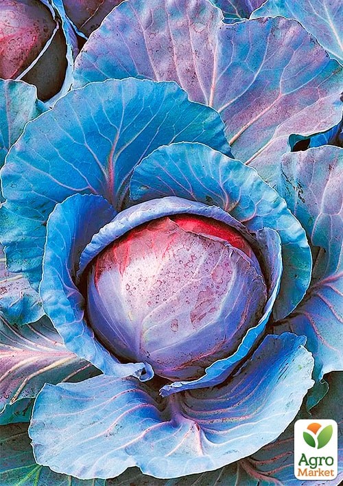 Капуста червонокачанна "Топаз" (Зипер) ТМ "Весна" 1г - фото 2