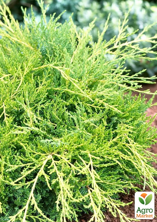 Можжевельник средний "Gold Coast" (ком/сетка) диаметр 100-120 см - фото 5