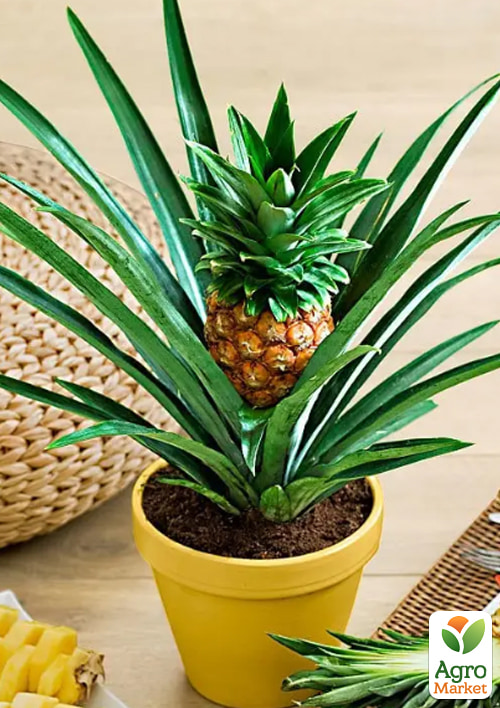 Ананас комнатный "Чампака" - фото 3