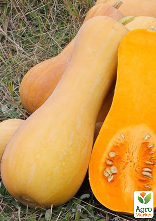 Гарбуз "Баттернат" (Зіпер) ТМ "Весна" 5г