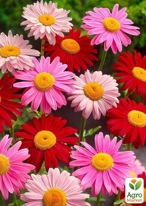 Піретрум "Перська ромашка" ТМ "Vesna Exclusive" 0,3г - фото 2