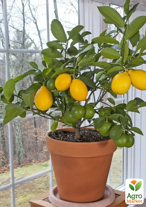LMTD Лимон "Meyeri" (рослина 2 роки) висота 20-30см - фото 7