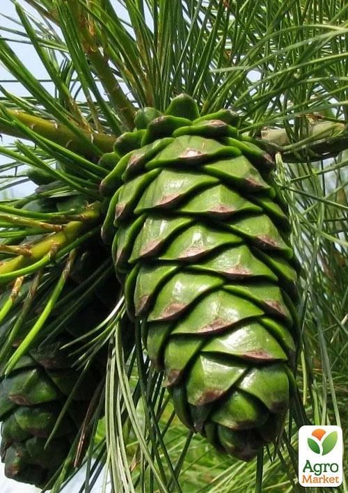 Сосна кедрова "Armandii" (чудовий смак справжніх кедрових горіхів) - фото 2