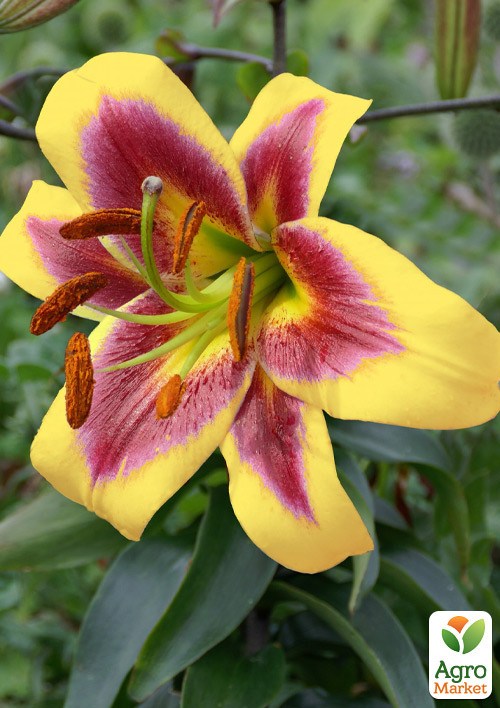 Лилия "Robert Swanson" (Гигантский цветок)