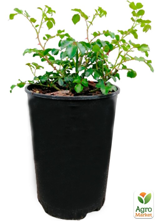 Роза в контейнере почвопокровная "Heidetraum" (саженец класса АА+) - фото 3