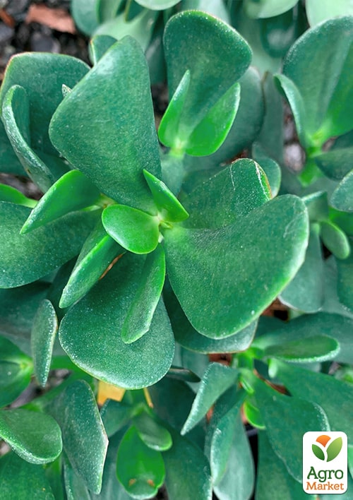 Денежное дерево "Blue Bird" (крассула, толстянка) - фото 3