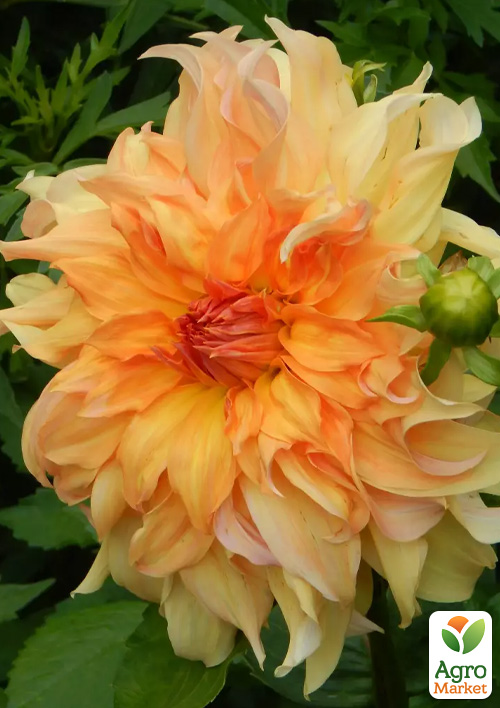 Георгина "Big Bro" (гигантский цветок)