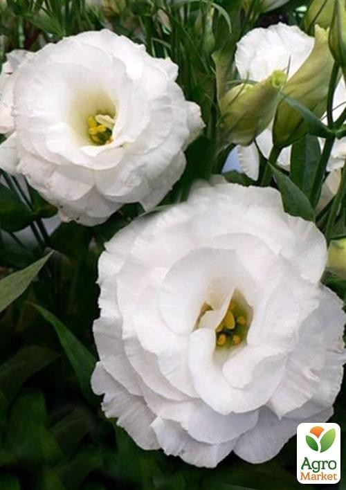 Эустома махровая "Arena White" укорененная в контейнере Р9 - фото 3