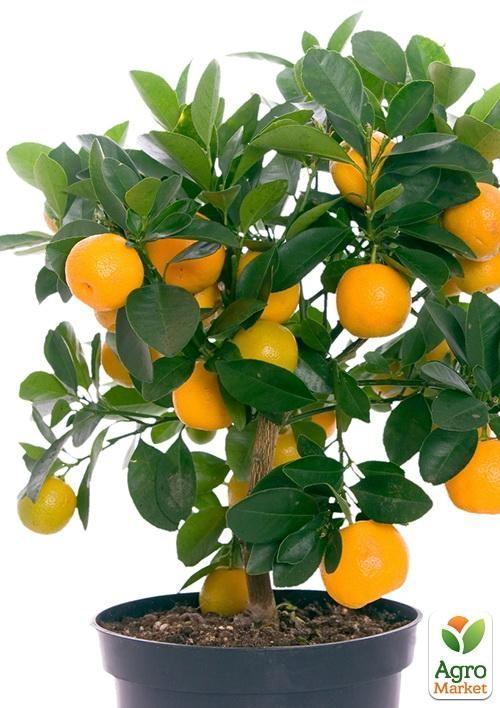 Мандарин "Уншиу"