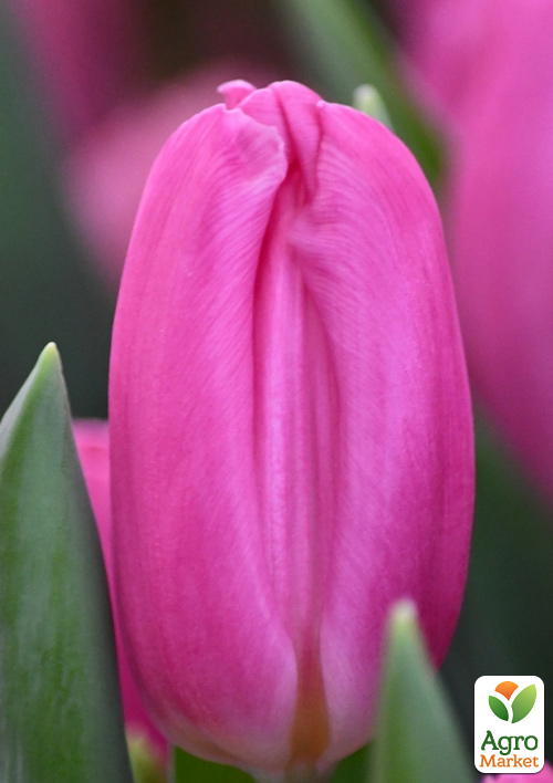 Тюльпан "Pink Flag" 
