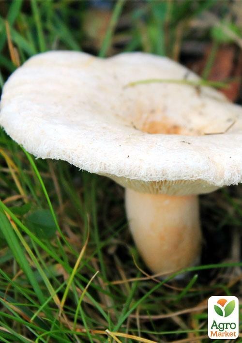 Сухой зерновой мицелий "Волнушка белая" 100г