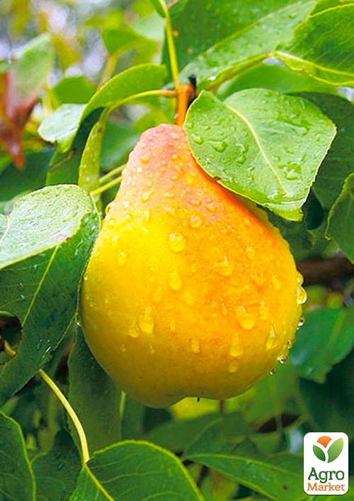 Груша "Осень Буковины" (осенний сорт, средний срок созревания)