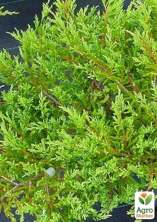 Можжевельник горизонтальный Andorra Compact (контейнер Р9, высота 10-20 см)
