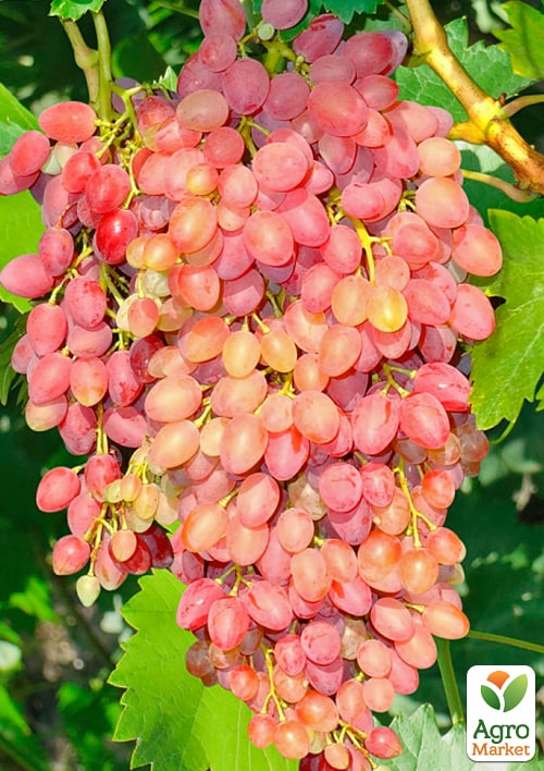 Виноград "Анжеліка" (Ксенія)