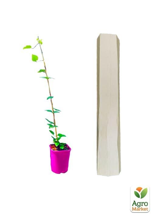 Клематис 3-х річний "Tae" С2 - фото 4