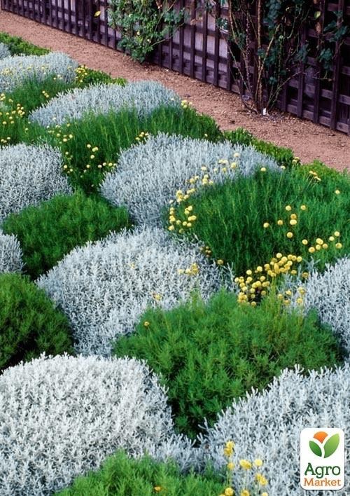 Сантолина кипарисовидная Зеленая