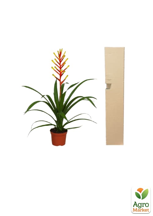 Гузмания "Dissitiflora" - фото 5