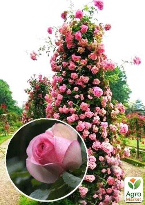 Троянда плетиста "Eden Rose" (саджанець класу АА +) вищий сорт