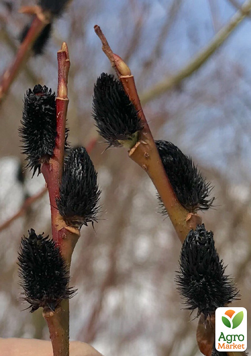 Ива тонкостолбиковая черная "Меланостахис" (Salix gracilistyla "Melanostachys") высота 25-40см - фото 5