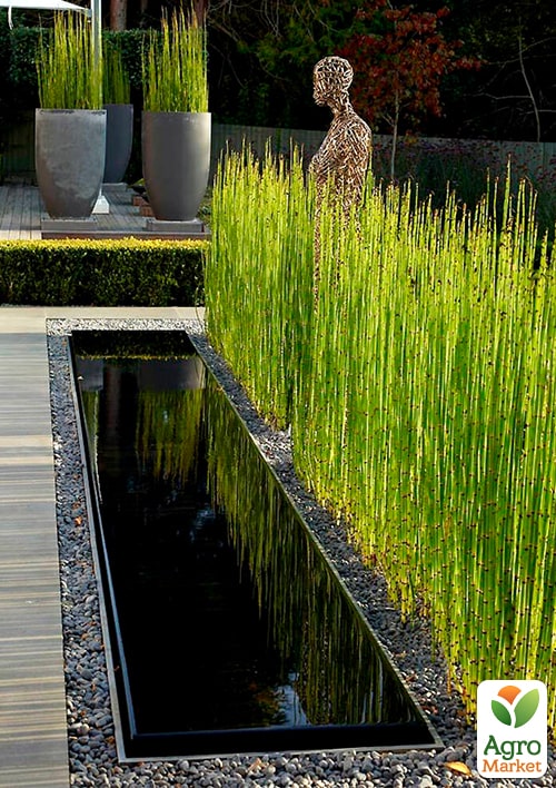 Хвощ зимующий "Robustum" С2, высота 30-50см