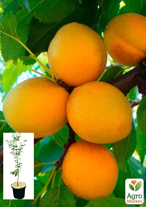 Абрикос "Ананасный" укорененный в контейнере (саженец 2 года)