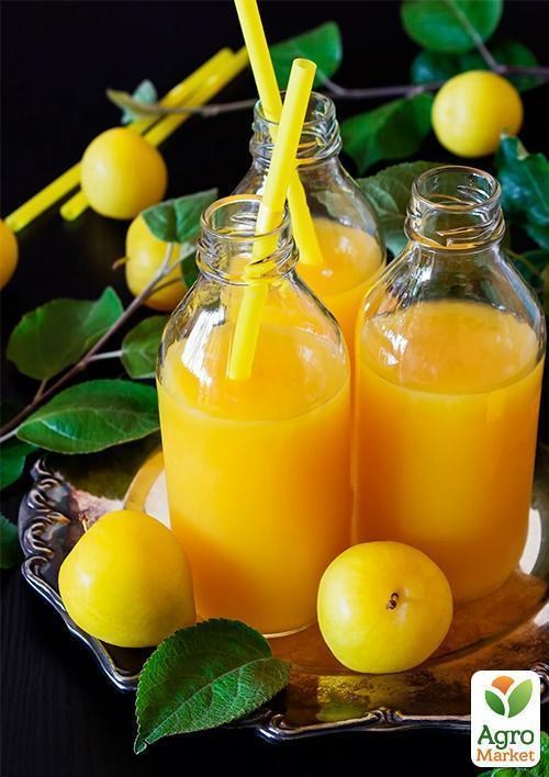 Алыча "Сонейка" (летний сорт, средний срок созревания) - фото 3