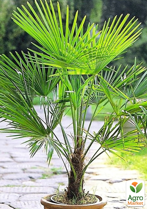 LMTD Трахікарпус (Trachycarpus Fortunei) висота 130-140см