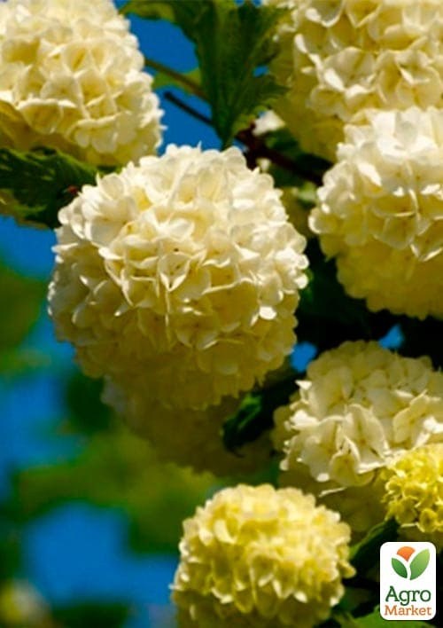 Калина декоративна Бульденеж - фото 2