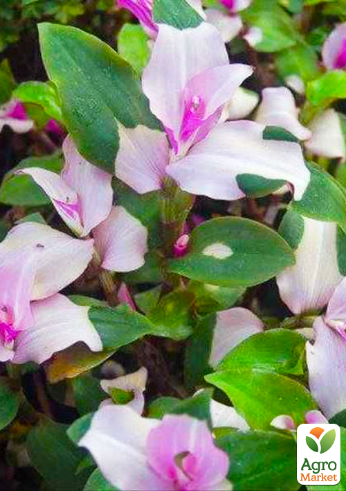 Традесканция "Блашинг Брайд"  ("Застенчивая невеста") - фото 6