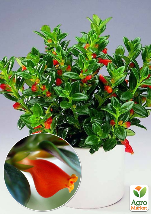 Нематантус "Chatterbox"