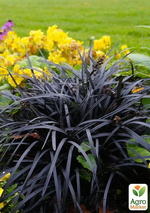 Офіопогон плоскостопий "Нігресценс" (Ophiopogon planiscapus "Nigrescens")