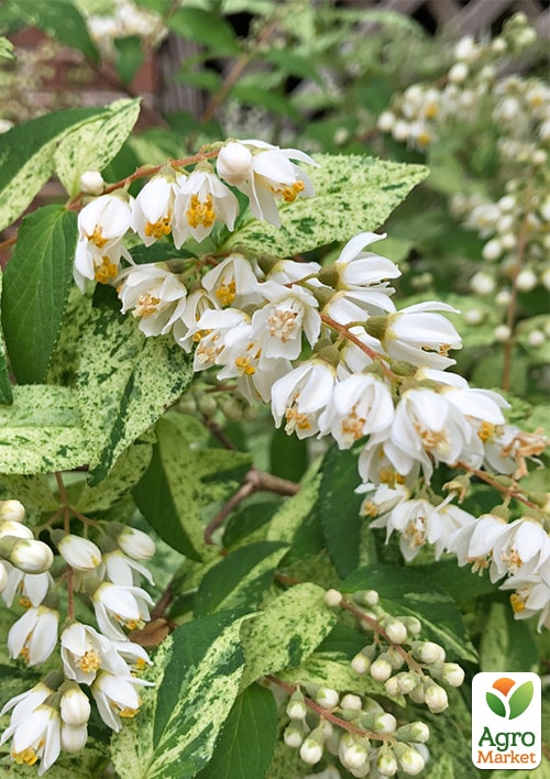 Дейция изящная "Variegata"  - фото 3
