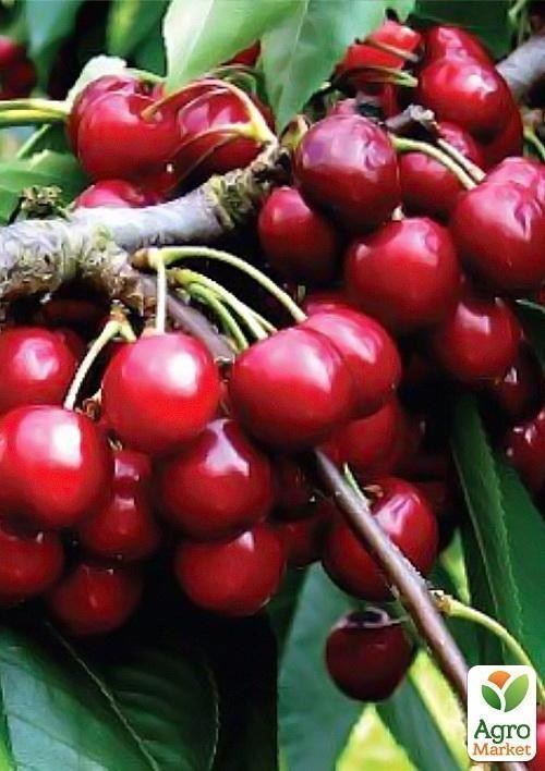 Черешня "Аншлаг"