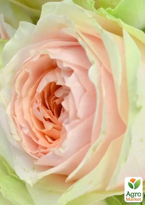 Роза чайно-гибридная "Gravity" (саженец класса АА+) высший сорт