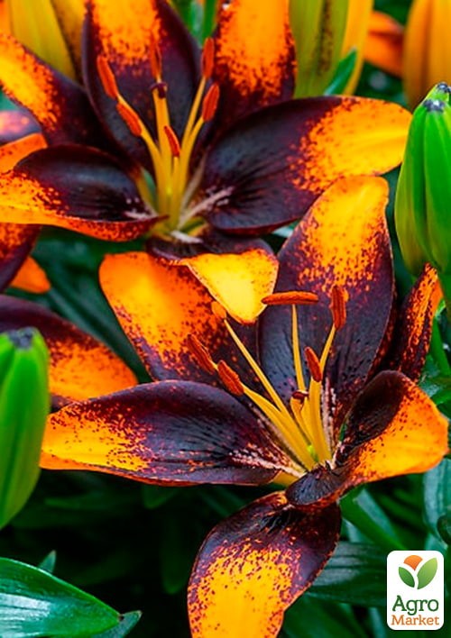 Лілія Горщикова "Trendy Las Palmas"