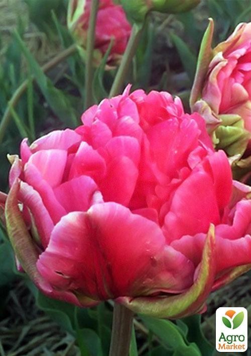 Тюльпан "Justina" 3шт в упаковке