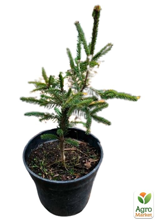 Ель 3-х летняя карликовая "Rydal"  высота 15-20см - фото 4