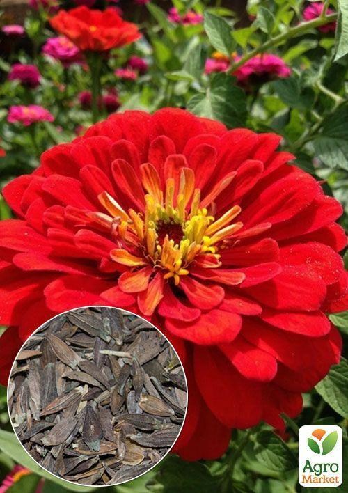 На развес Циния "Пламя" ТМ "Весна" цена за 3г