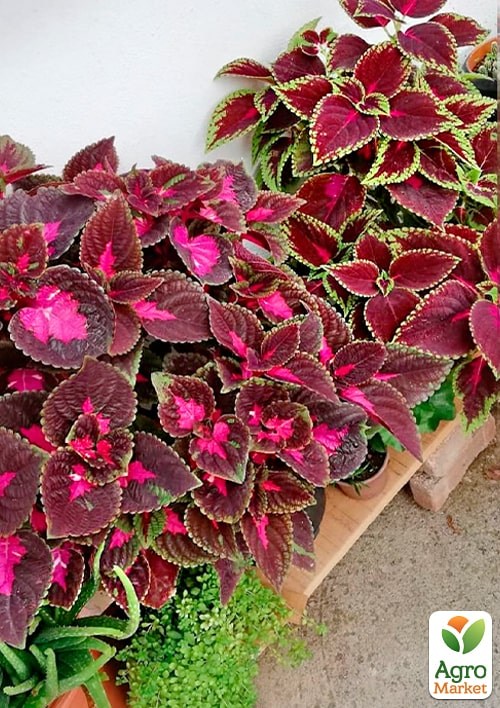 Колеус "Kong Red"  - фото 2