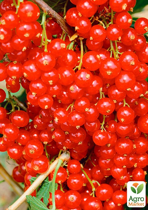 Порічка (смородина) червона "Львів'янка" (середньо-ранній термін дозрівання, сорт високостійкий до хвороб) - фото 2