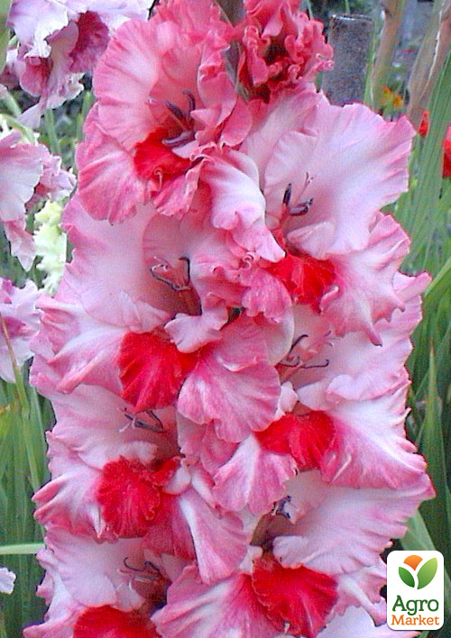 Гладіолус "Arcas" 3шт