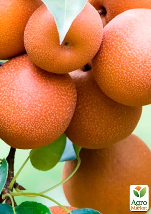 Азіатська груша "Секуї" Ексклюзив - фото 4