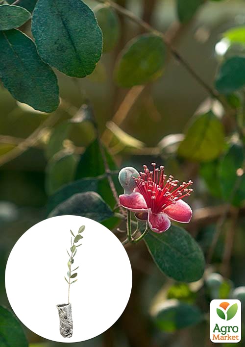 Фейхоа крымский (высота 20-30 см) возраст 2 года