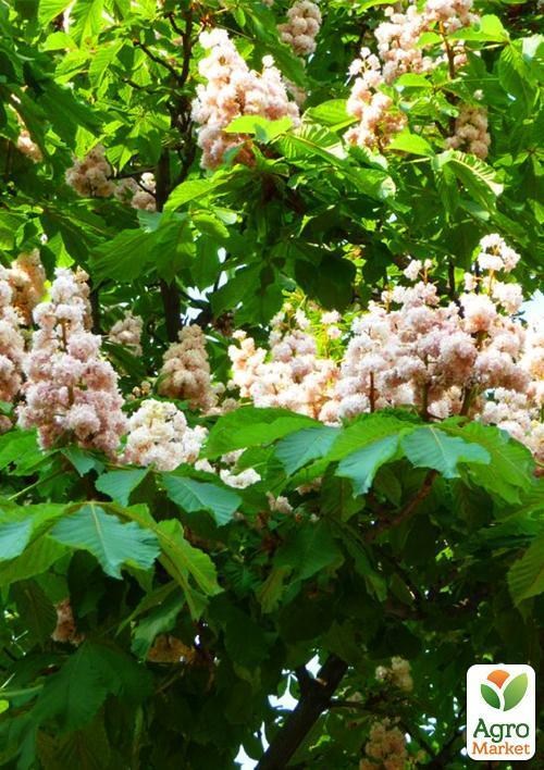 Каштан зеленый "Конский" (самая популярная разновидность) высота 20-50см - фото 3