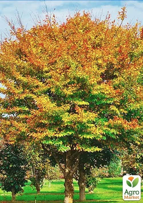 Бук європейський (Fagus sylvatica) С2 висота 40-50см - фото 4