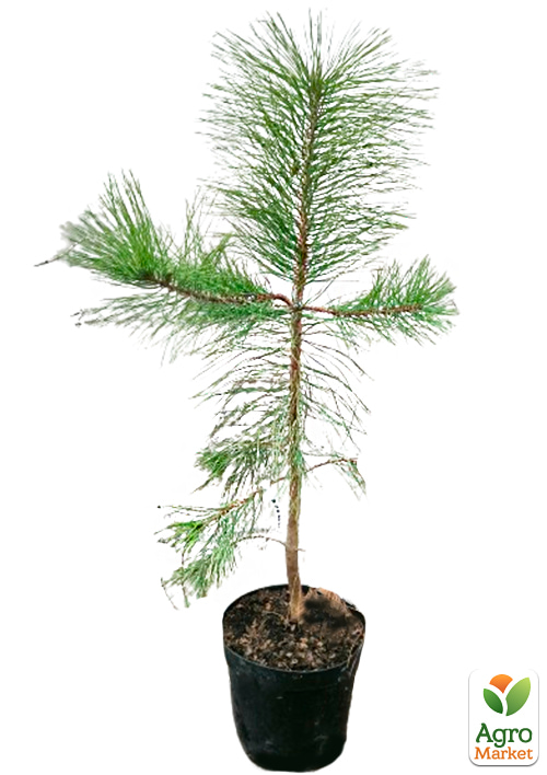 Сосна Орегонская (Рinus ponderosa) С10, высота 100-130см - фото 7