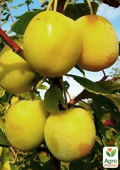 Слива "Белая медовая" (летний сорт, ранний срок созревания) - фото 5