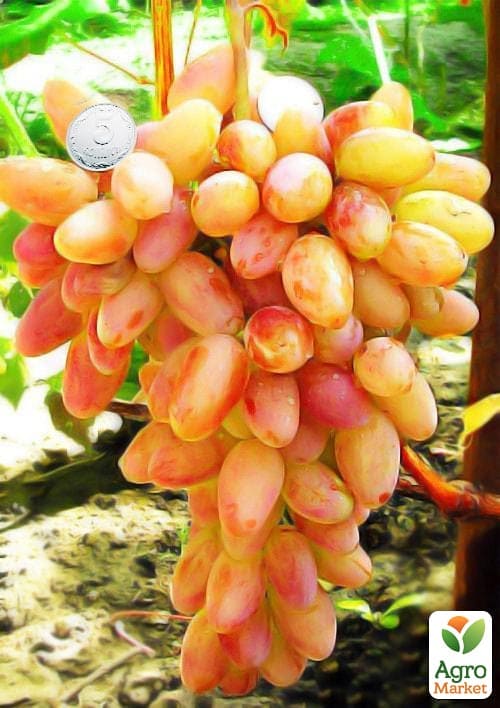 Виноград "Преображение" (ранний срок созревания)